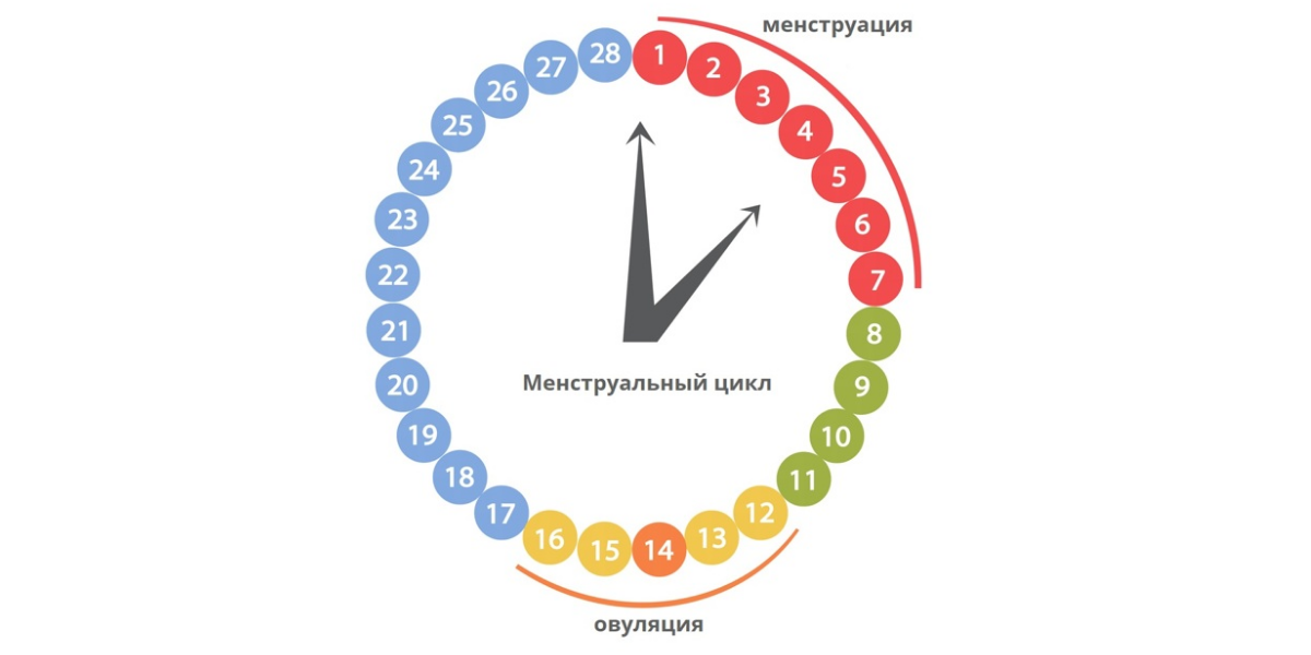 Що таке овуляція | Способи визначення та підрахунку циклу