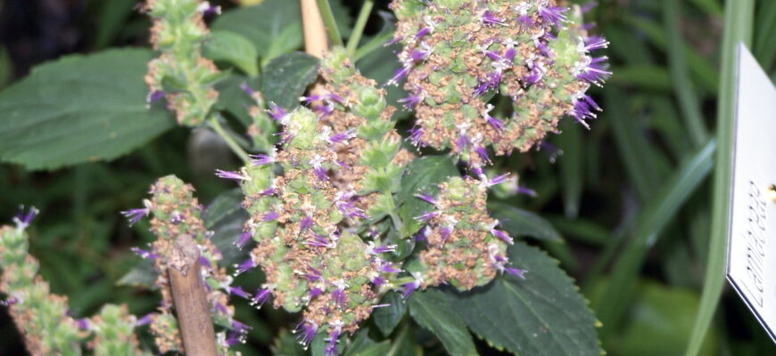 Пачулі: Як пахне і які аромати дарує ця унікальна рослина?