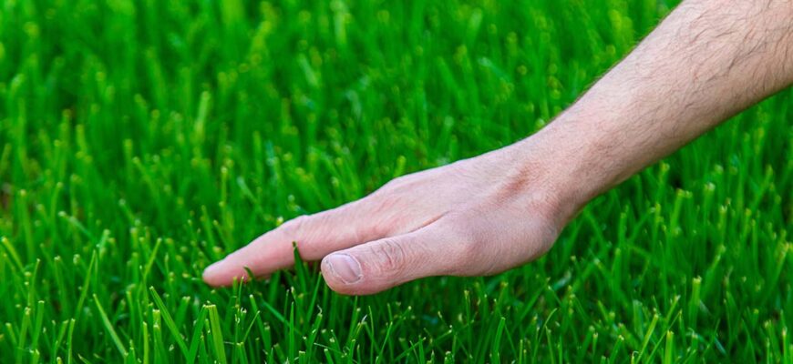 Підживлення газону восени: оптимальні поради та найкращі добрива