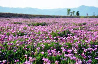 Підживлення люцерни: найкращі добрива та методи для багатого врожаю