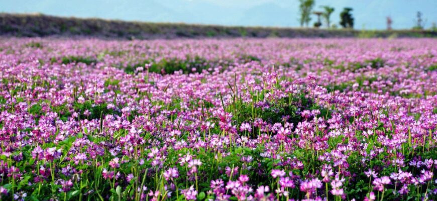 Підживлення люцерни: найкращі добрива та методи для багатого врожаю