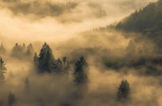 Походження туману: Як і чому з’являється природне явище?