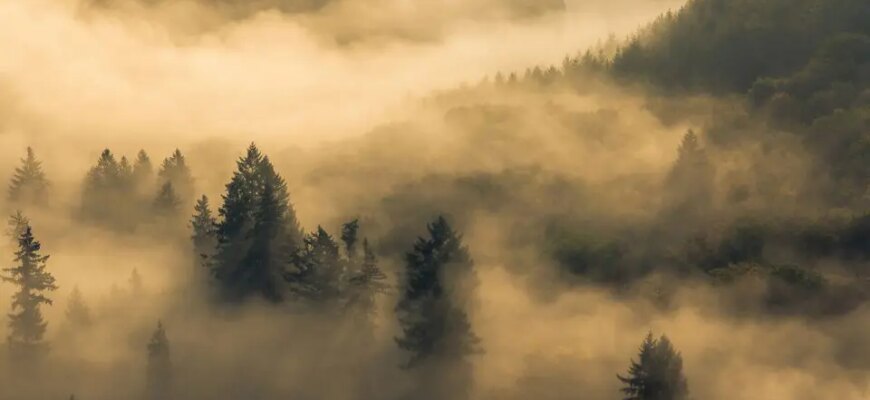 Походження туману: Як і чому з’являється природне явище?