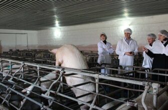 Поведінка свині після запліднення: аналіз змін та рекомендації догляду