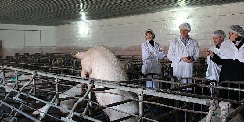 Поведінка свині після запліднення: аналіз змін та рекомендації догляду