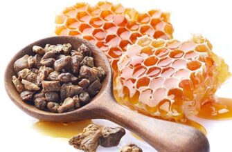 Прополіс: основні корисні властивості та користь для вашого здоров’я