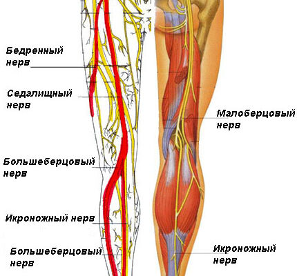Причини та лікування болю в литці ноги: основні рекомендації
