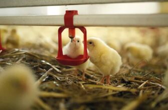 Раціон для бройлерів після місяця: оптимальне харчування для росту