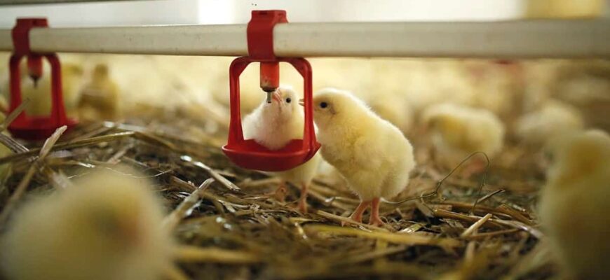 Раціон для бройлерів після місяця: оптимальне харчування для росту