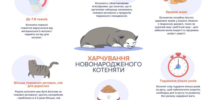 Раціон для кошеняти 2 місяці: що варто включити в меню?