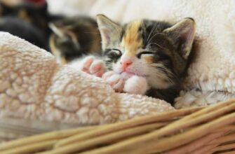 Раціон для маленьких кошенят: чим правильно годувати малюків