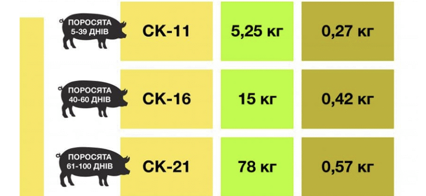 Раціон для швидкого росту свиней: що додати до корму