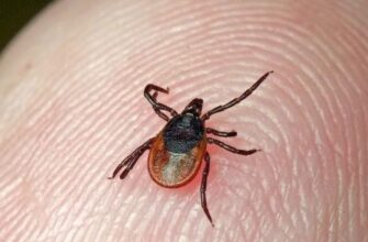 Ризики для здоров’я: основні хвороби після укусу кліща