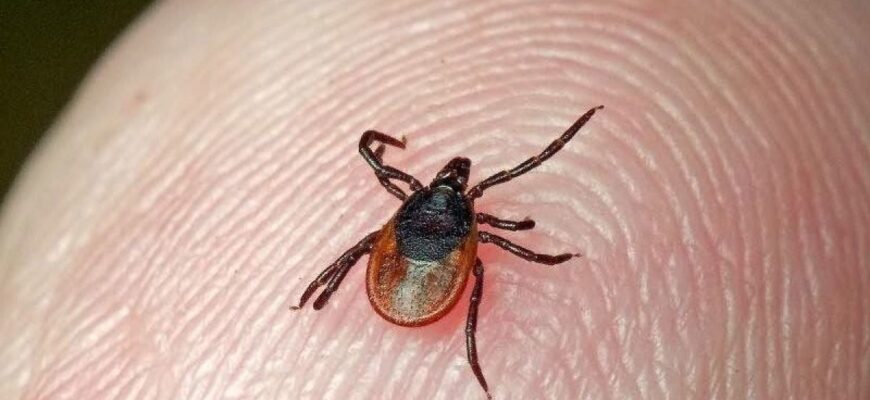 Ризики для здоров’я: основні хвороби після укусу кліща