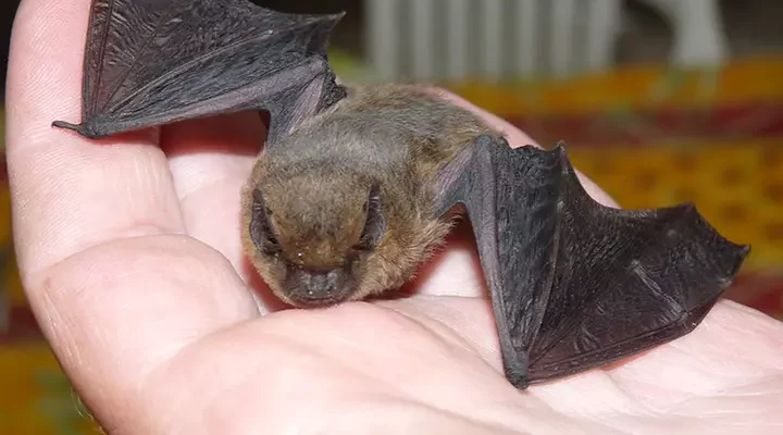 Що їдять кажани: основні джерела їжі для цих нічних мисливців