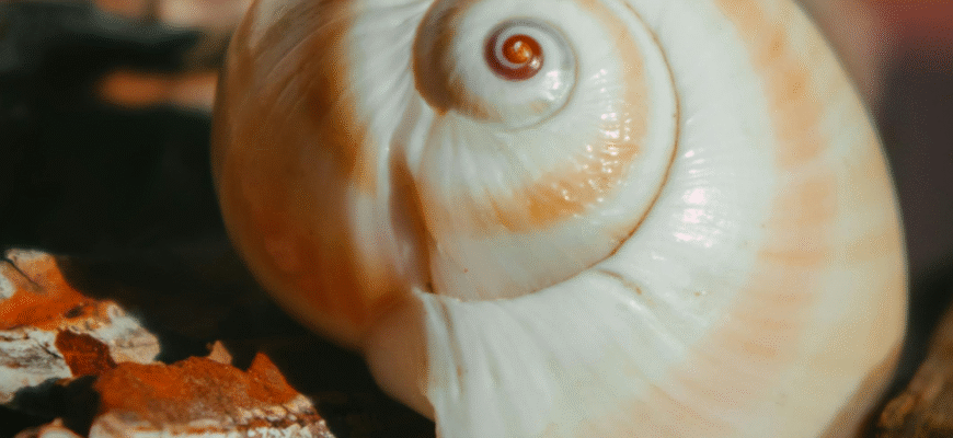 Що категорично заборонено після встановлення внутрішньоматкової спіралі