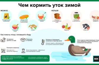 Що можна давати качкам: Рекомендовані продукти для їх годування