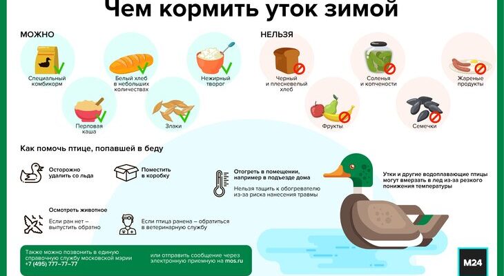 Що можна давати качкам: Рекомендовані продукти для їх годування