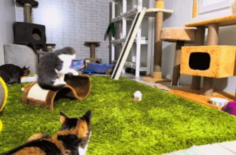 Що необхідно для комфортного життя кота в квартирі: повний гайд
