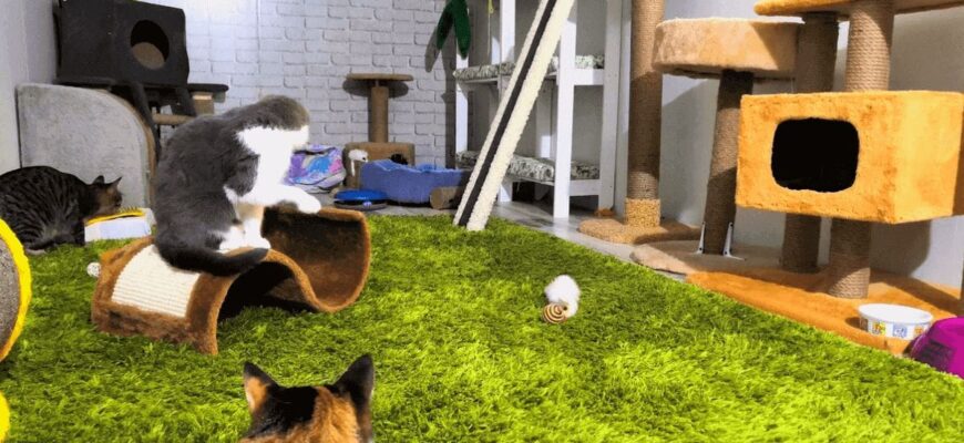 Що необхідно для комфортного життя кота в квартирі: повний гайд