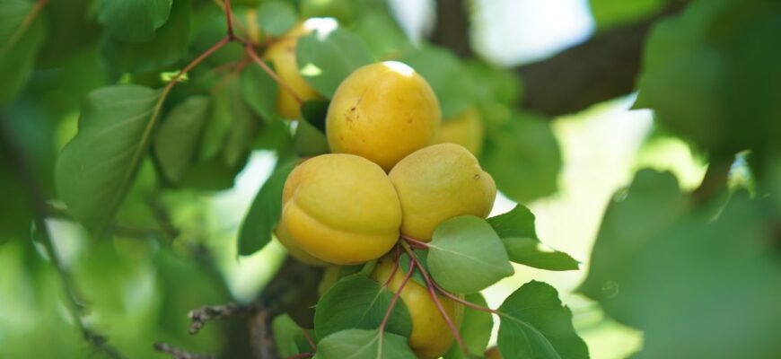 Що означає, коли сниться абрикосове дерево: розкриття сну від фахівців