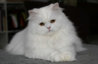 Що означає, коли сниться кіт: містичні значення та тлумачення сну