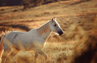 Що означає, коли сниться кіт: розкриття символіки сновидінь