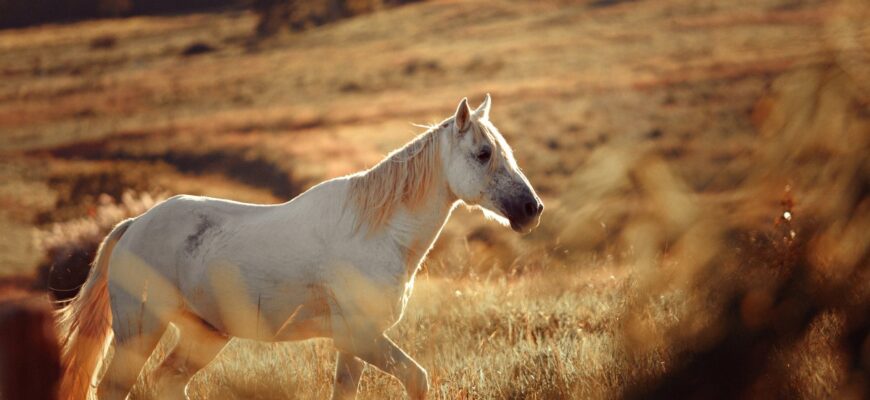 Що означає, коли сниться кіт: розкриття символіки сновидінь