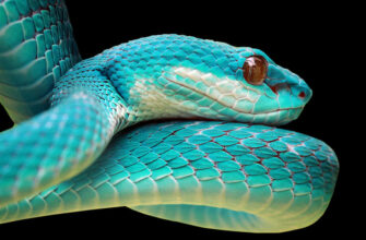 Що означає, коли сниться змія: тлумачення та значення сну