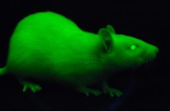 Що означає сон: щур кусає – символіка та тлумачення сновидіння