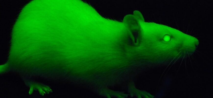 Що означає сон: щур кусає – символіка та тлумачення сновидіння