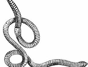 Що означають сни про білих черв’яків: тлумачення та значення сну