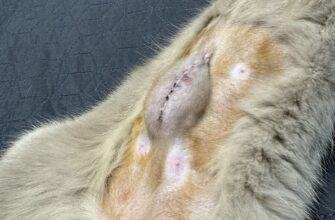 Що робити, якщо кішка після стерилізації не може сходити в туалет?