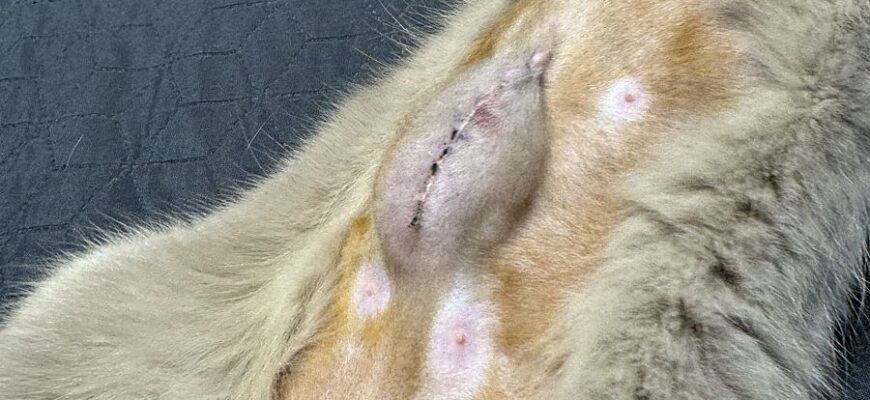 Що робити, якщо кішка після стерилізації не може сходити в туалет?