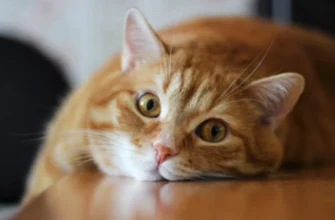 Що робити, якщо з’явилася шишка після стерилізації кішки?