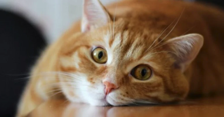 Що робити, якщо з’явилася шишка після стерилізації кішки?