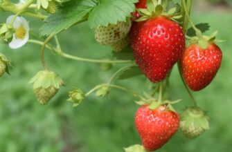 Що садити після чого: Оновлена таблиця сумісності рослин 2024