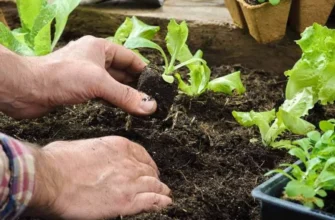 Що садити після сої: оптимальні культури для родючості ґрунту