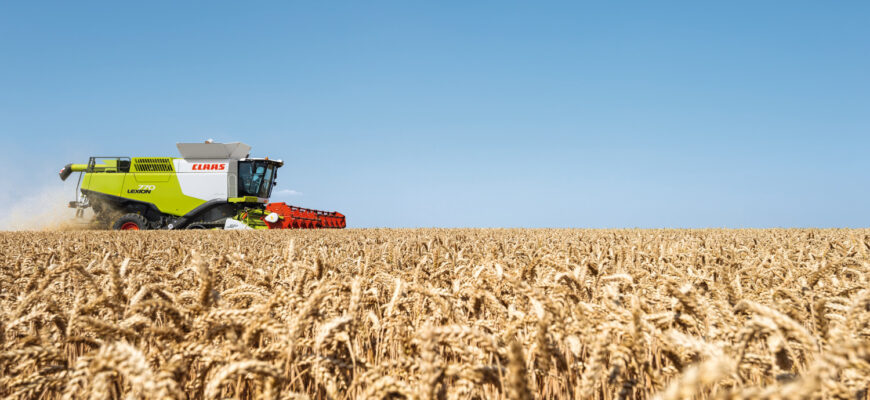 Що сіяти після пшениці: оптимальний вибір культур для ротації