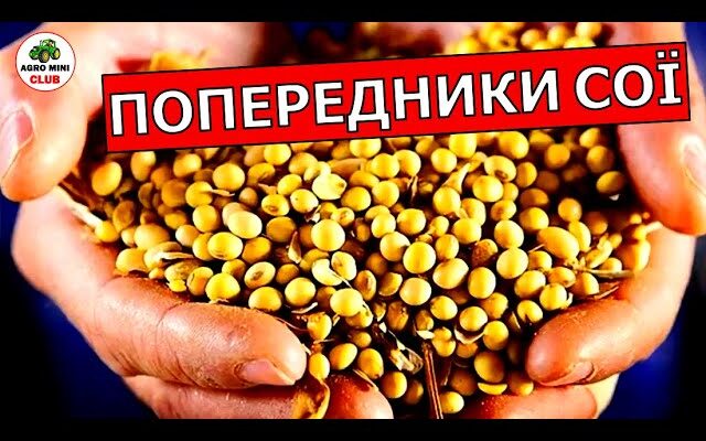 Що сіяти після сої: найкращі варіанти культур для сівозміни