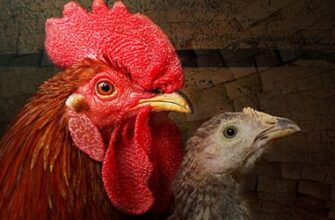 Щоозначає,коли сняться кури:Тлумаченняснів про птахів у деталях