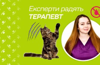 Шов після стерилізації кішки: догляд та важливі рекомендації