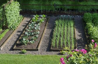 Сівозміна на городі: що після чого садити для оптимального врожаю