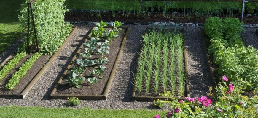 Сівозміна на городі: що після чого садити для оптимального врожаю