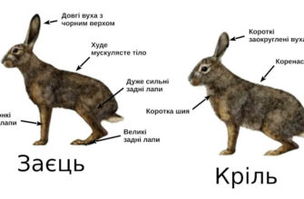Схожість зайця і кролика: основні характеристики та відмінності
