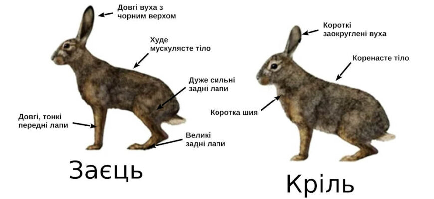 Схожість зайця і кролика: основні характеристики та відмінності