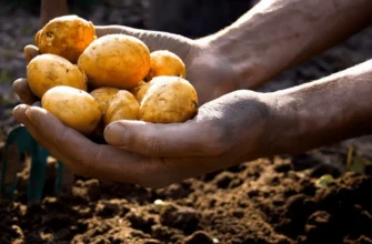 Скільки картоплі потрібно для посадки на 1 сотку: розрахунки та поради