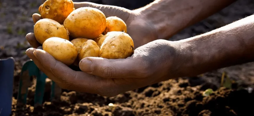 Скільки картоплі потрібно для посадки на 1 сотку: розрахунки та поради