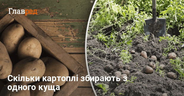 Скільки дає 1 кущ картоплі - яка врожайність картоплі