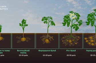Скільки картоплі садити на 1 га: оптимальні норми висадки